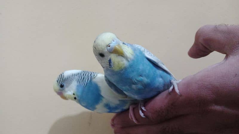 hand tame parrots 7