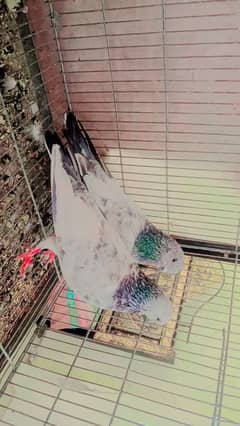 pigeon sialkoti pair closing setup