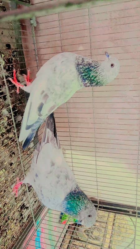 pigeon sialkoti pair closing setup 1