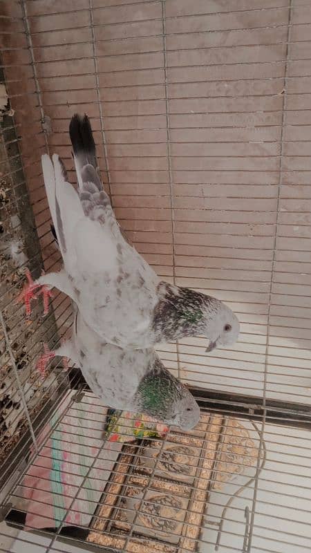 pigeon sialkoti pair closing setup 2