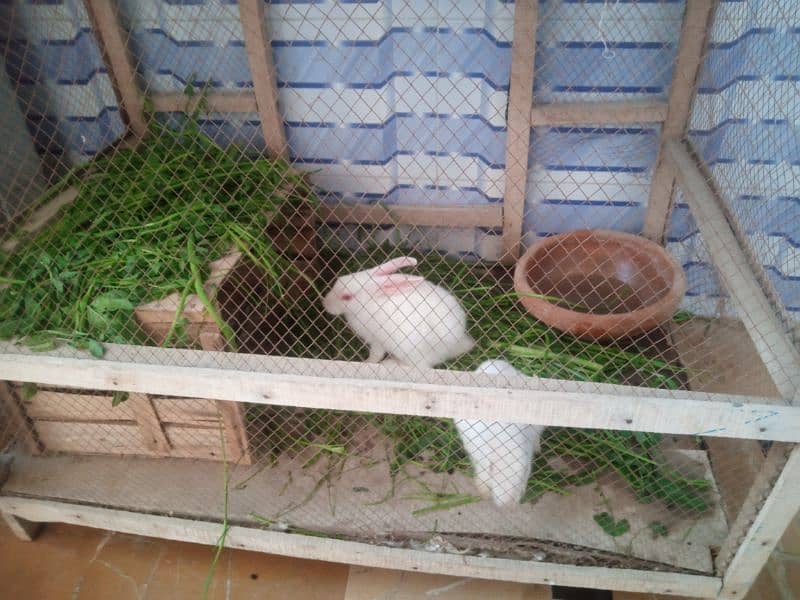 Rabbits 2