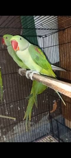 for sale