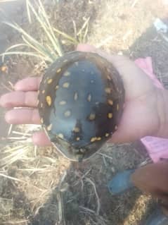 mud river turtle