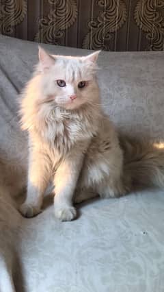 himalayan breed male female