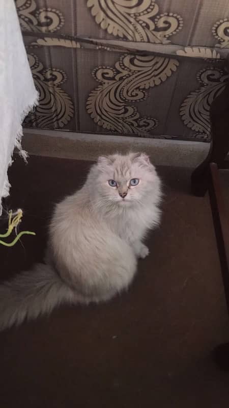 himalayan breed male female 2