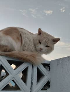 1-Year-Old Male Persian Mix Breed Cat for Sale