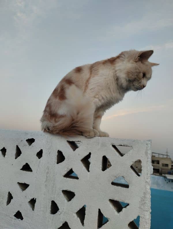 1-Year-Old Male Persian Mix Breed Cat for Sale 7