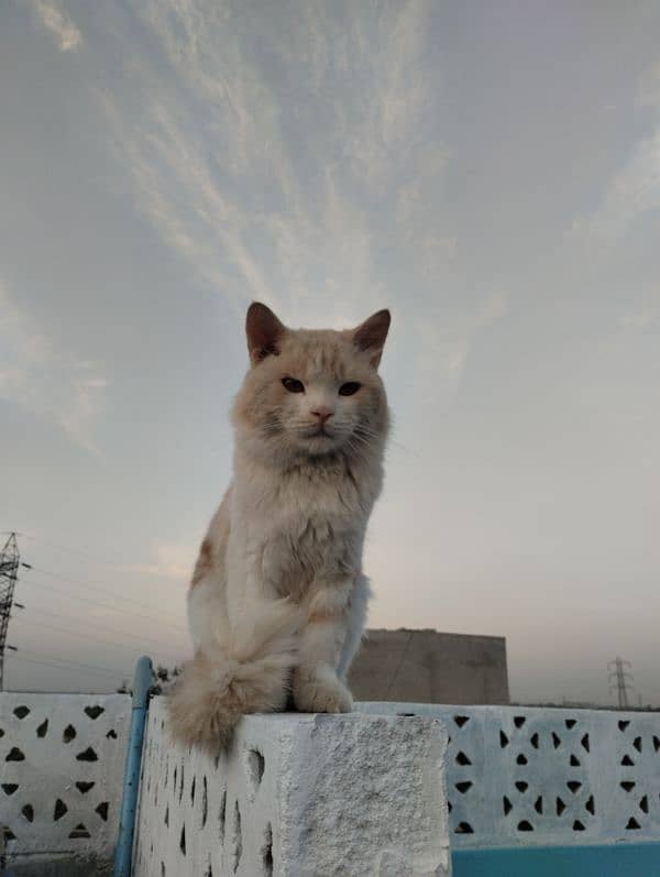 1-Year-Old Male Persian Mix Breed Cat for Sale 9