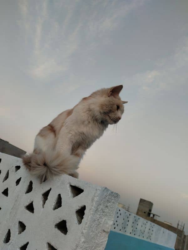 1-Year-Old Male Persian Mix Breed Cat for Sale 10