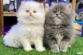 Persian kittens triple coat pair for sale contact whatsap 03095180992