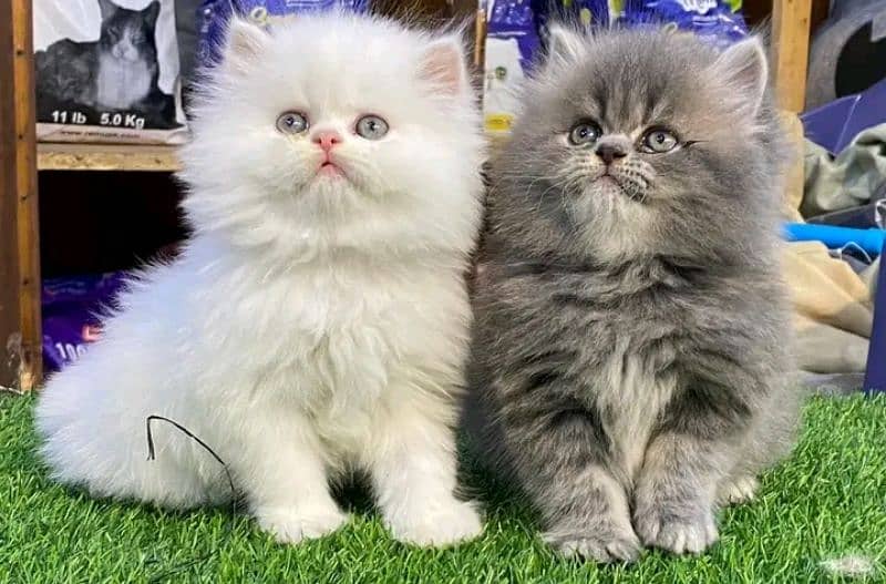 Persian kittens triple coat pair for sale contact whatsap 03095180992 0