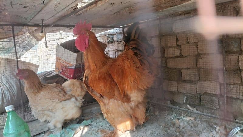 Golden Buff Chicks For Sale 0