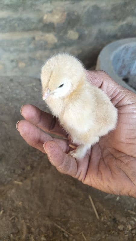 Golden Buff Chicks For Sale 1