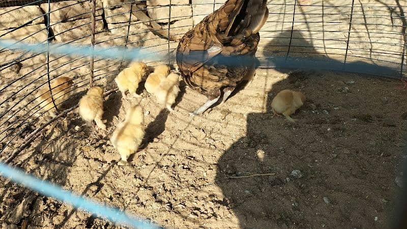 Golden Buff Chicks For Sale 2