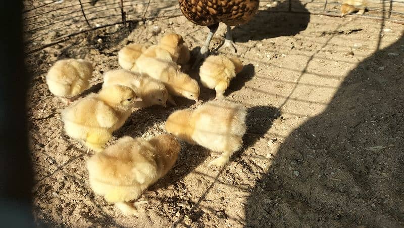 Golden Buff Chicks For Sale 4