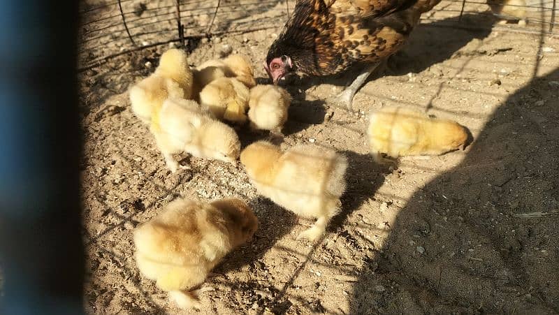 Golden Buff Chicks For Sale 6