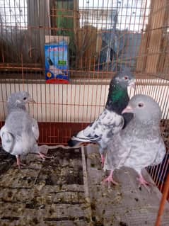 kamger pair for sale