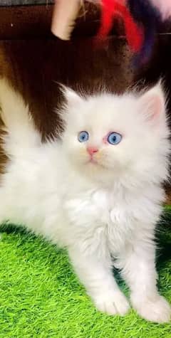 quality Persian panch face cate & kittan male female both available h