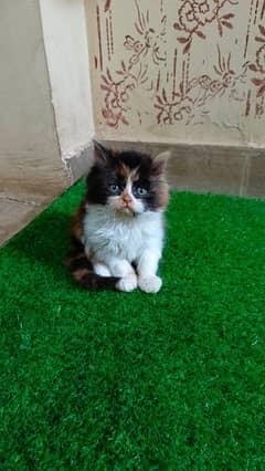 Calico and Pure white Persian kitten {Punch face,Blue eyes, Triple C}