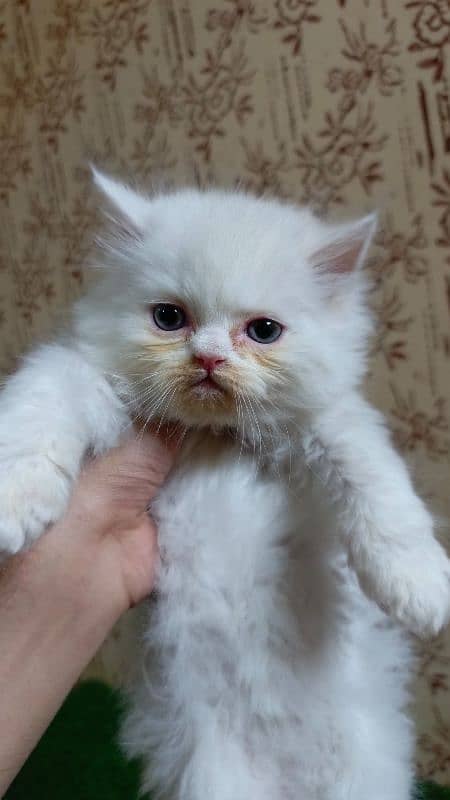 Calico and Pure white Persian kitten {Punch face,Blue eyes, Triple C} 3