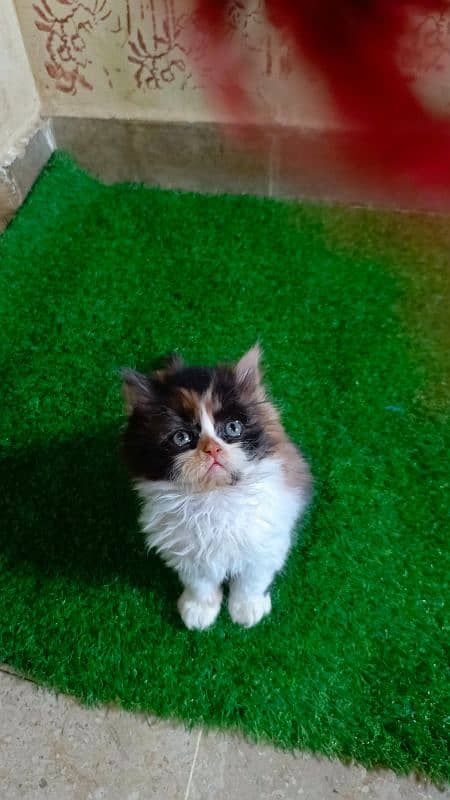 Calico and Pure white Persian kitten {Punch face,Blue eyes, Triple C} 1