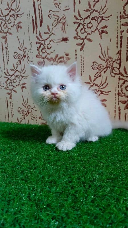 Calico and Pure white Persian kitten {Punch face,Blue eyes, Triple C} 4