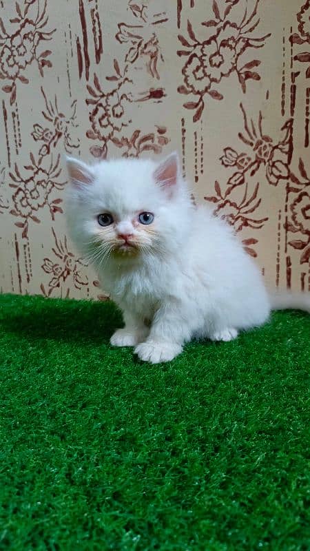 Calico and Pure white Persian kitten {Punch face,Blue eyes, Triple C} 5