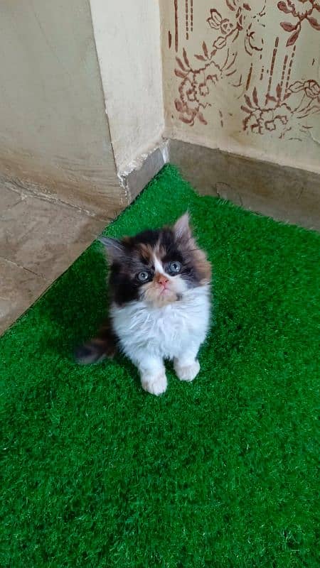 Calico and Pure white Persian kitten {Punch face,Blue eyes, Triple C} 6