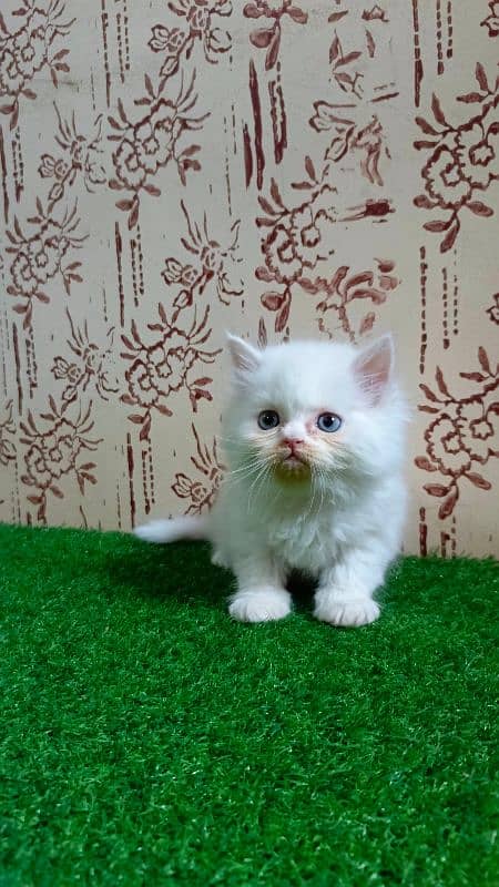 Calico and Pure white Persian kitten {Punch face,Blue eyes, Triple C} 8