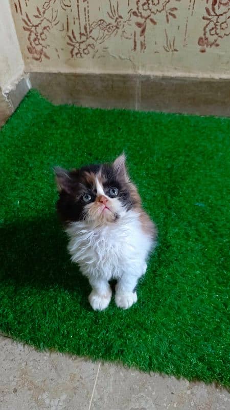 Calico and Pure white Persian kitten {Punch face,Blue eyes, Triple C} 7