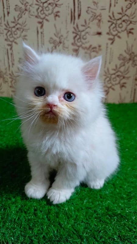 Calico and Pure white Persian kitten {Punch face,Blue eyes, Triple C} 9