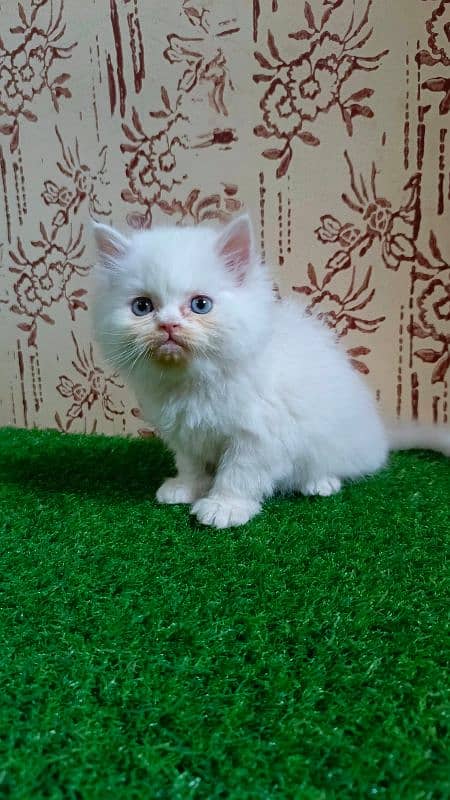 Calico and Pure white Persian kitten {Punch face,Blue eyes, Triple C} 10