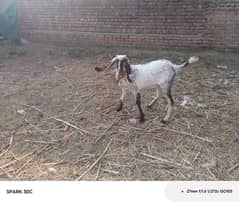 Goat / Bakra / Healthy Goats / Desi / / Bkary / 03329506337