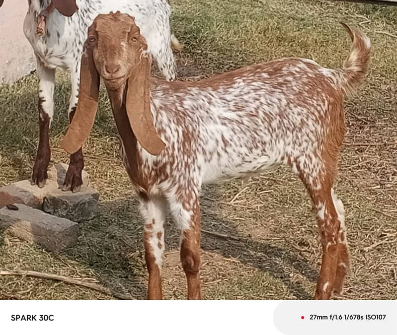 Goat / Bakra / Healthy Goats / Desi / / Bkary / 03329506337 2