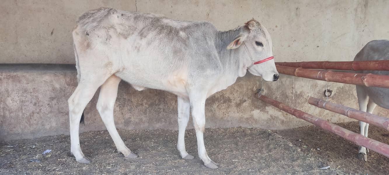 cow bachra for sale 0