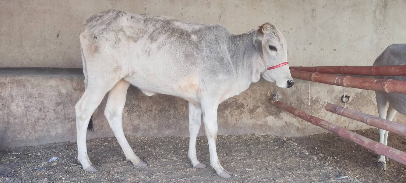 cow bachra for sale 1