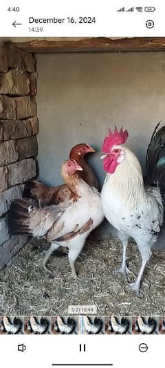 desi hen aseel fancy pigeon,call &watsapp 03206639922