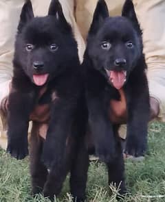 balck Shepherd Dubal Cout pair 55 day for sale black shepherd for sale