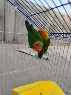 Breeder LoveBird Pair For Sale