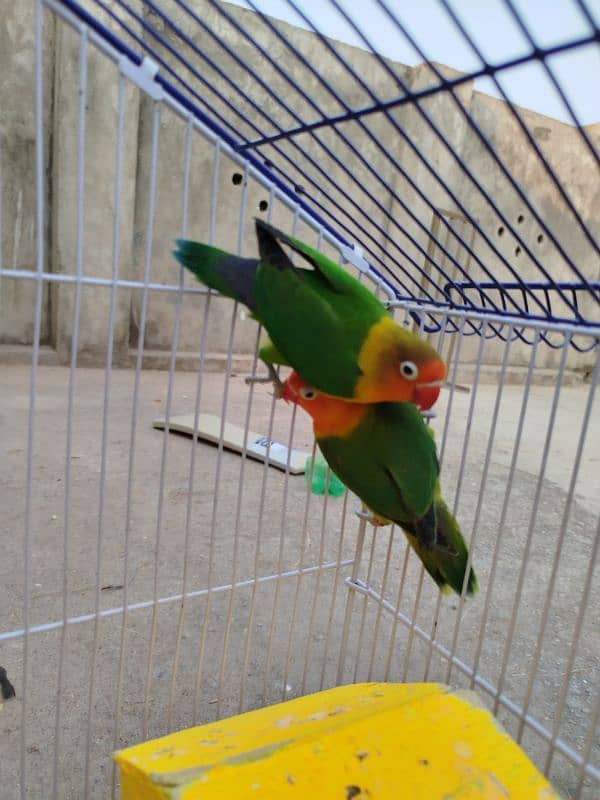 Breeder LoveBird Pair For Sale 1