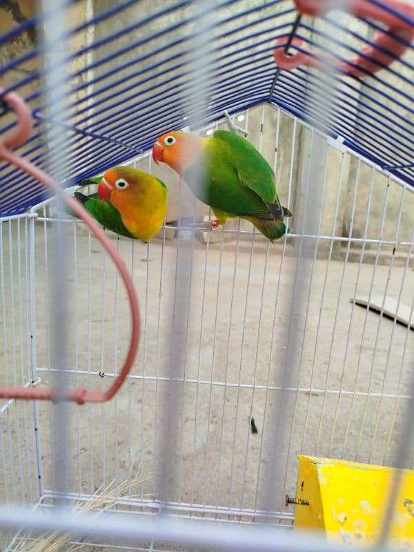 Breeder LoveBird Pair For Sale 2