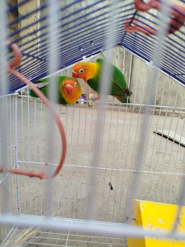 Breeder LoveBird Pair For Sale 3