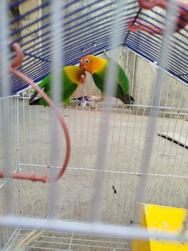 Breeder LoveBird Pair For Sale 4