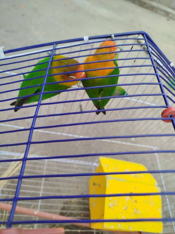 Breeder LoveBird Pair For Sale 5