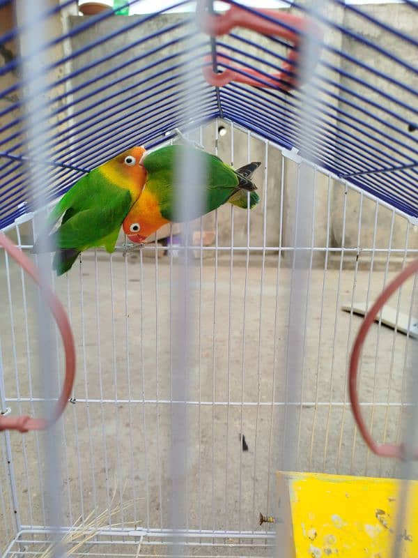 Breeder LoveBird Pair For Sale 6