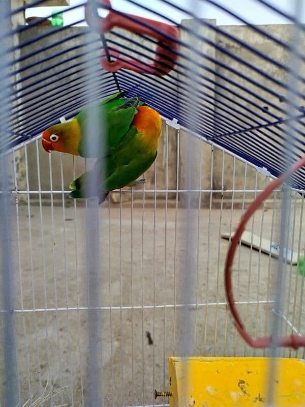 Breeder LoveBird Pair For Sale 7