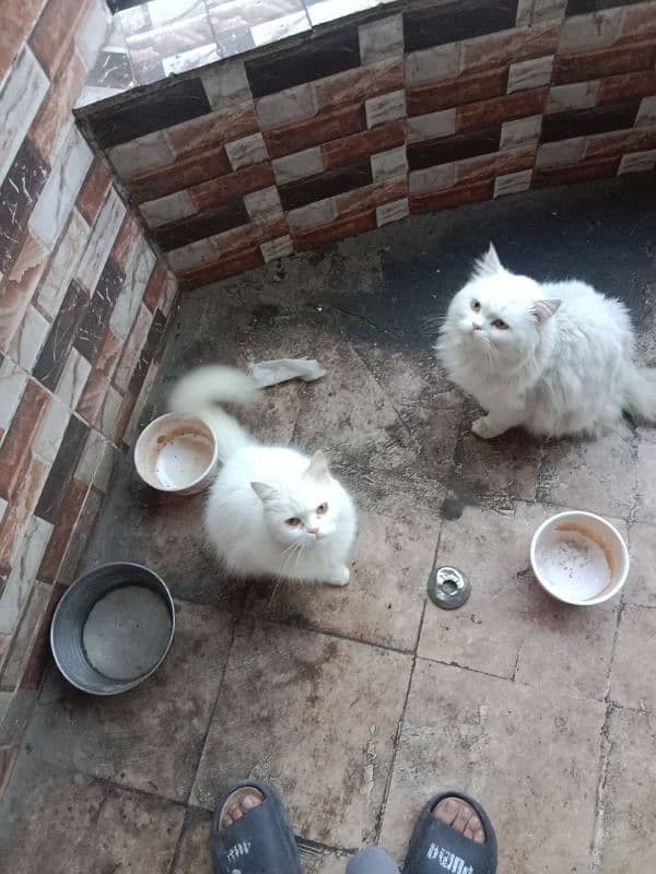 Persian pair for sale 0