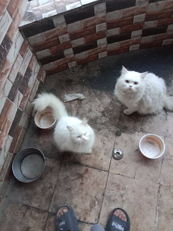 Persian pair for sale 1