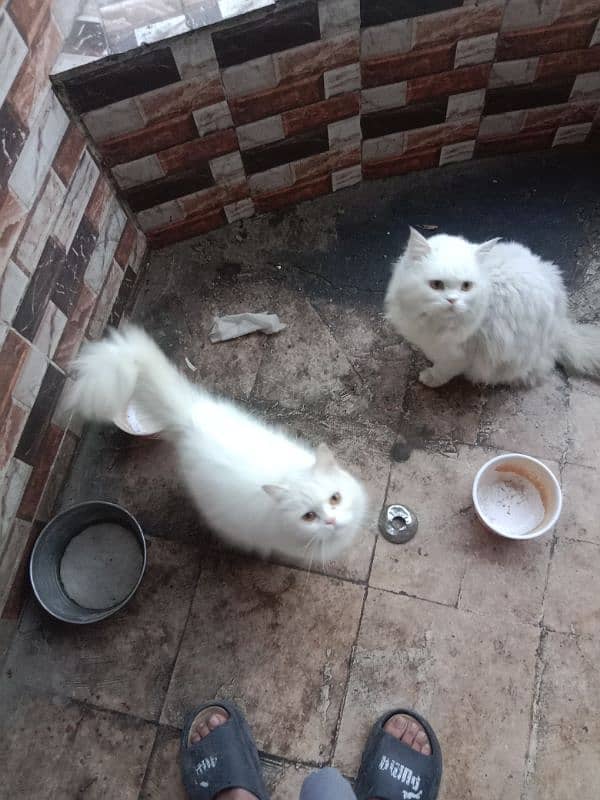 Persian pair for sale 3