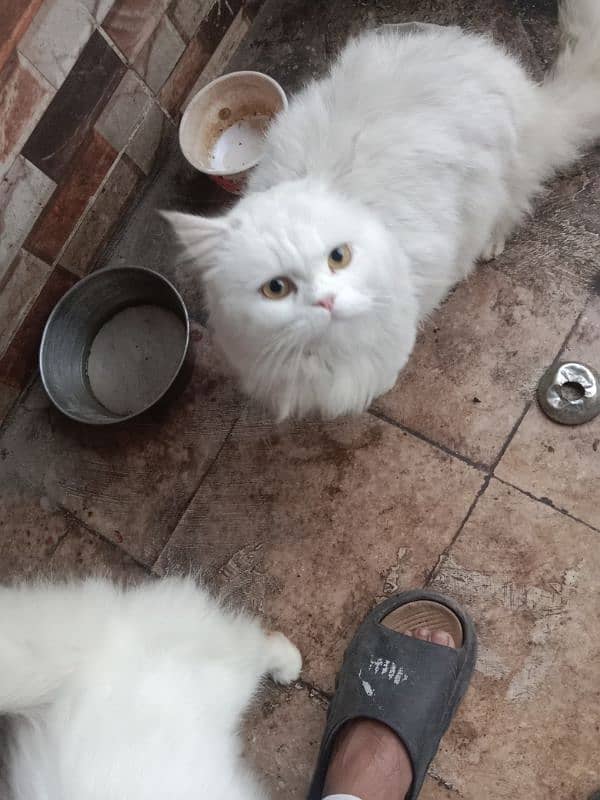 Persian pair for sale 4